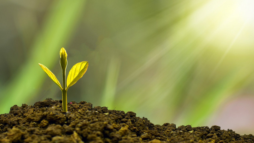 planting-trees