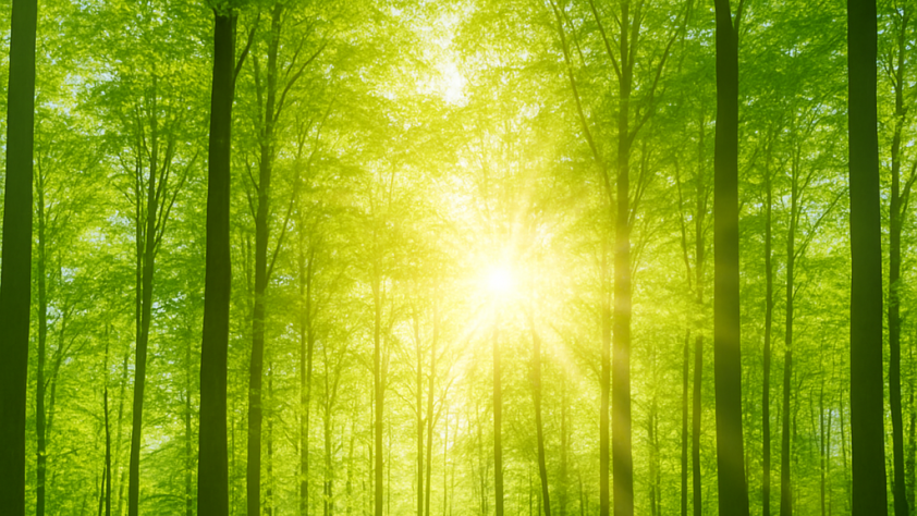 key takeaways from COP30